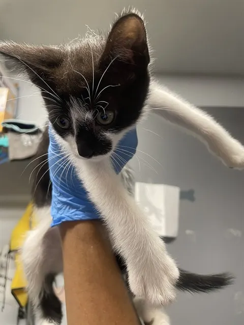 Sundae
