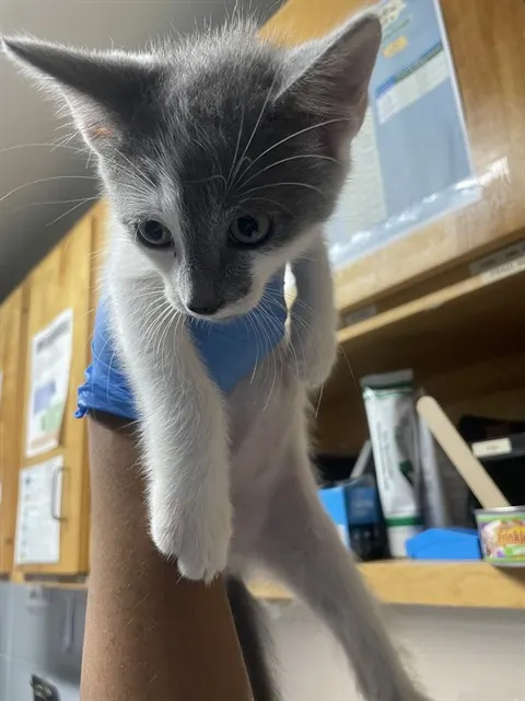 Zorro