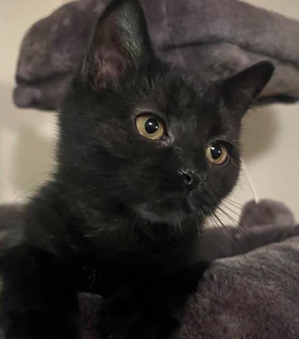 Onyx