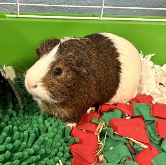 Neapolitan