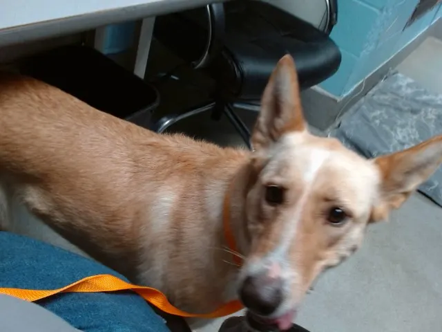 Delilah