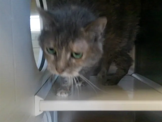 Gracie