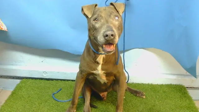 Adoptable Dog