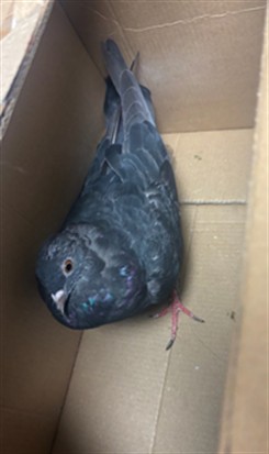 Adoptable Bird