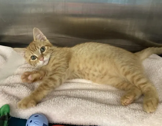 Adoptable Cat
