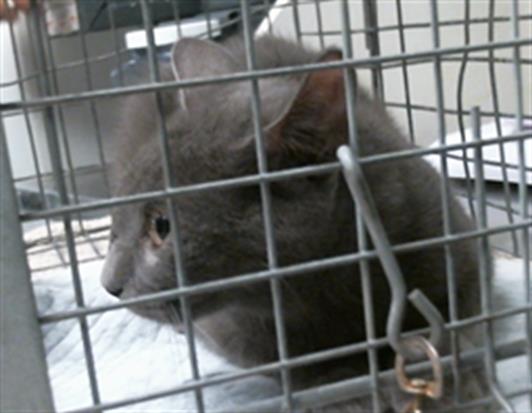 Adoptable Cat