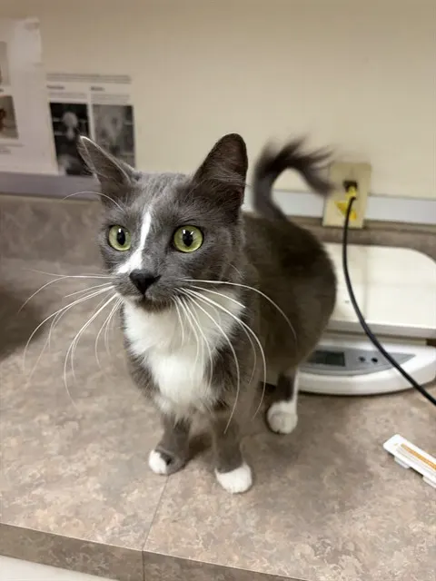 Adoptable Cat