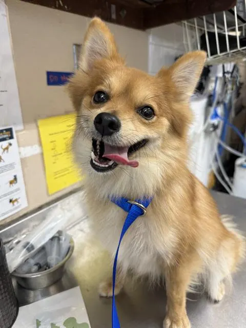 Adoptable Dog
