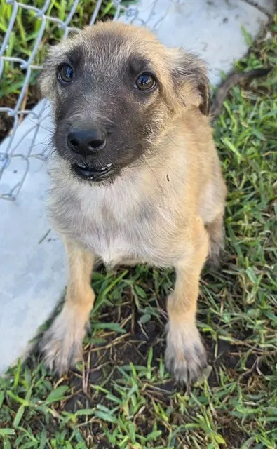 Bella