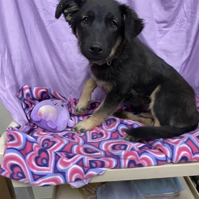 Adoptable Dog