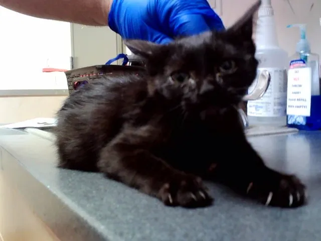 Adoptable Cat