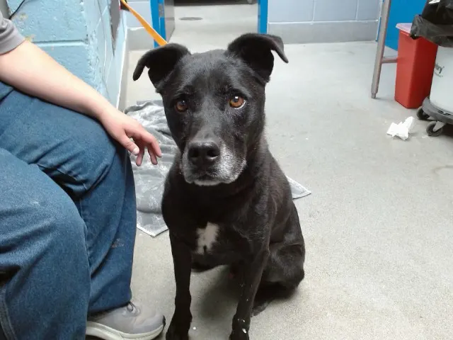 Tyson