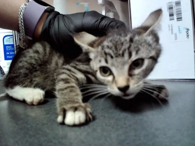 Adoptable Cat