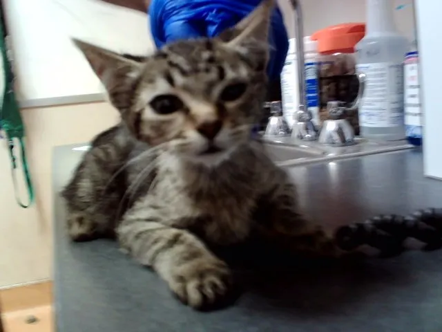 Adoptable Cat