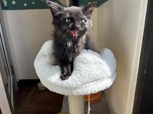 Toothless