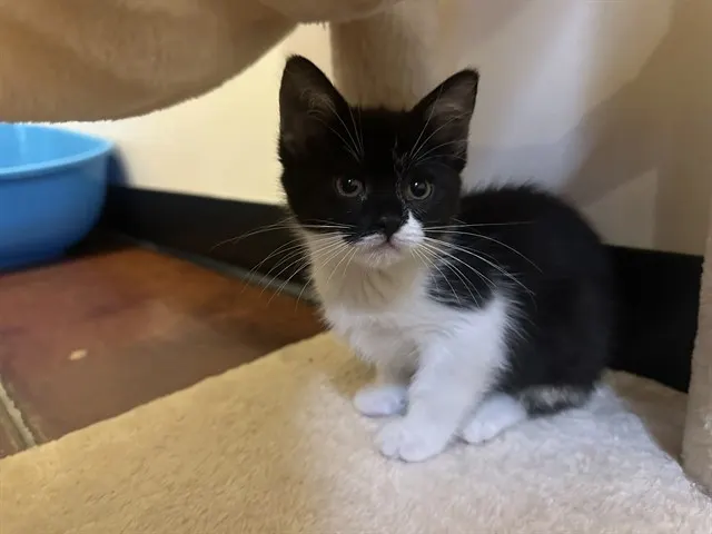 Finn