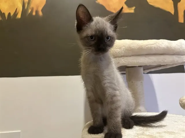 Bowie