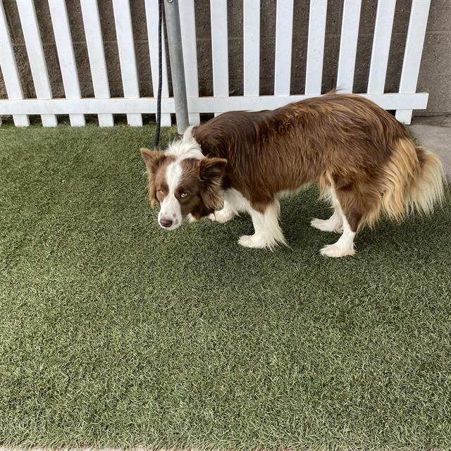Adoptable Dog
