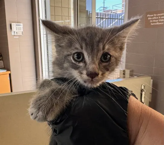 *Purrrdy Boy