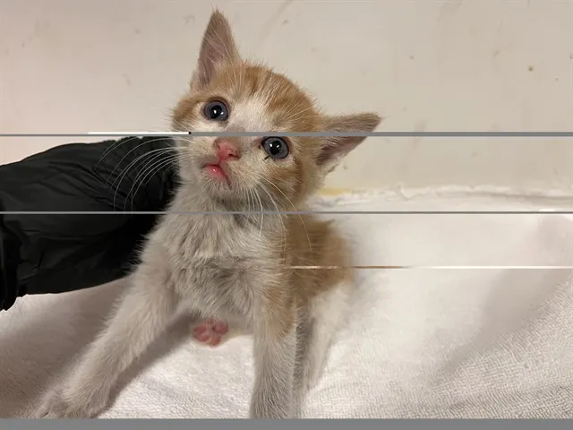 Adoptable Cat