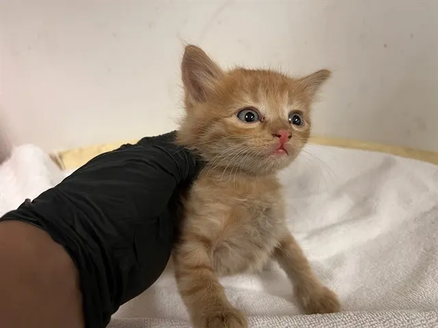 Adoptable Cat