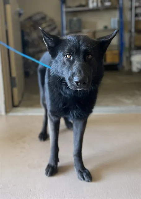 Mateo