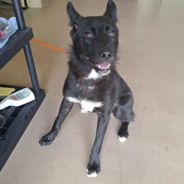 Sable