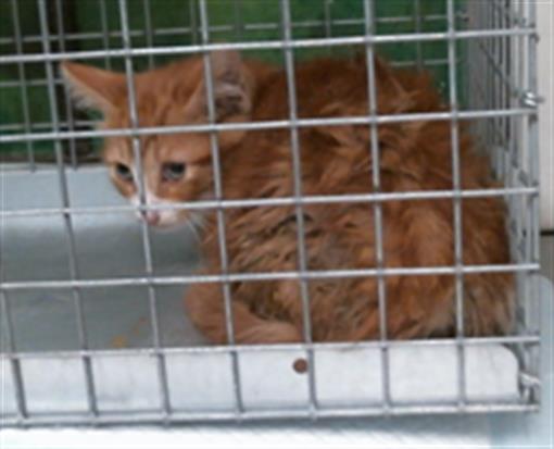 Adoptable Cat