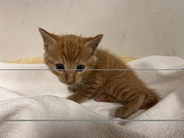 Adoptable Cat