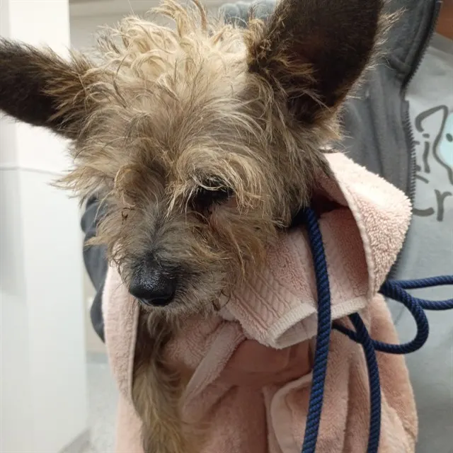 Adoptable Dog