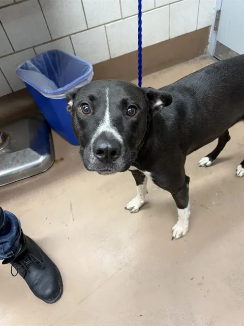 Adoptable Dog