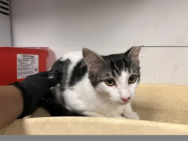 Adoptable Cat