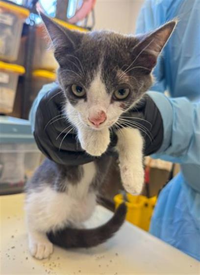Adoptable Cat