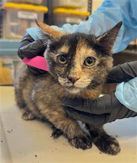 Adoptable Cat