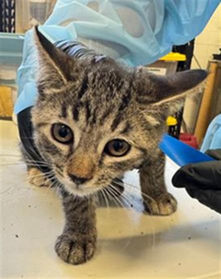 Adoptable Cat