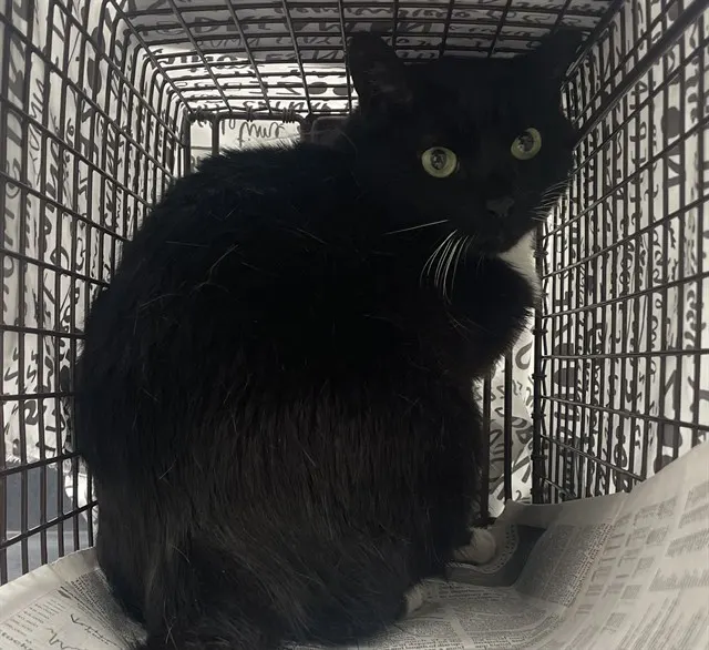 Adoptable Cat