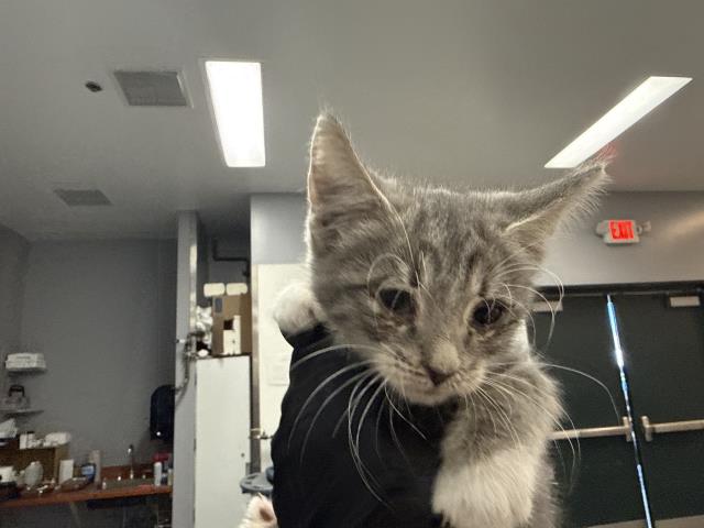 Adoptable Cat