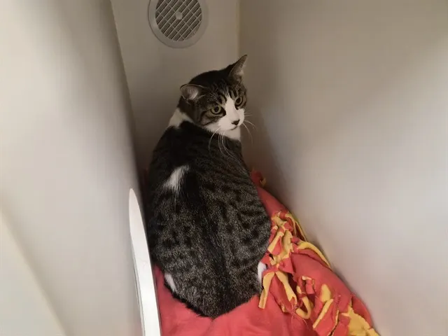 Adoptable Cat