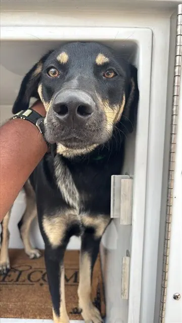 Adoptable Dog
