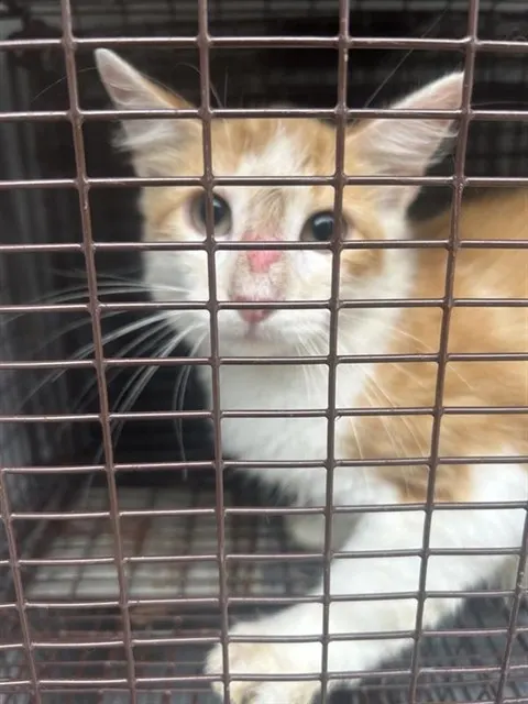 Adoptable Cat