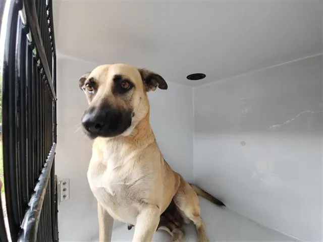 Adoptable Dog