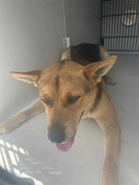 Adoptable Dog