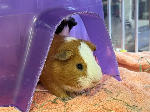 Ron