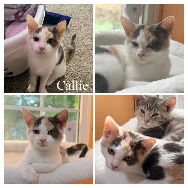 Callie