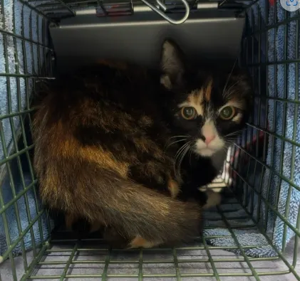 Adoptable Cat
