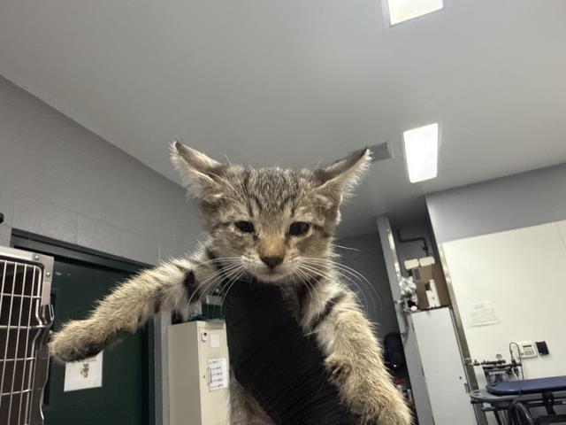 Adoptable Cat