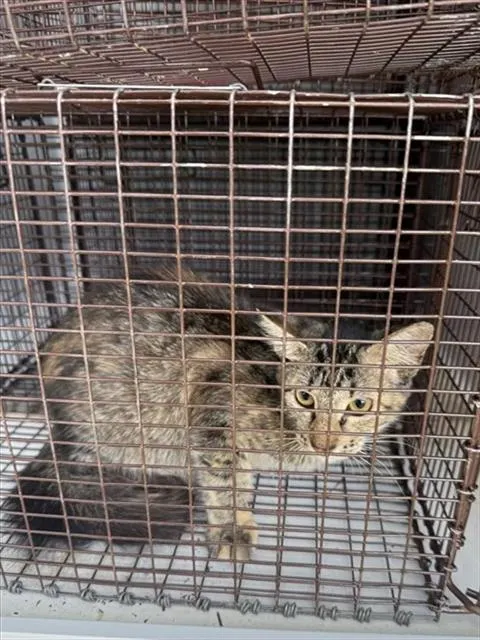 Adoptable Cat