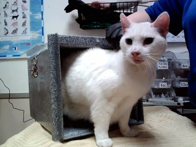 Snowball