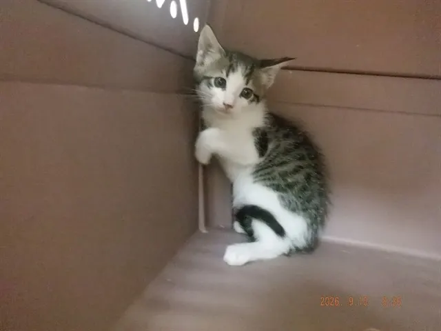 Farrah