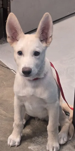 Adoptable Dog